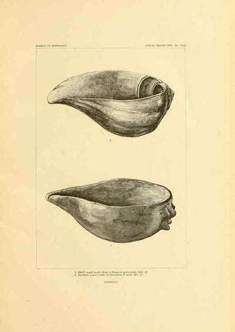 Reproducción/Reproduction 31164806666: Art in shell of the ancient Americans.. Washington,Govt. Print. Off.,1883.