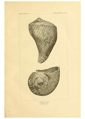 Reproducción/Reproduction 31057272412: Art in shell of the ancient Americans.. Washington,Govt. Print. Off.,1883.