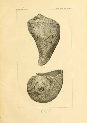 Reproducción/Reproduction 31057272412: Art in shell of the ancient Americans.. Washington,Govt. Print. Off.,1883.