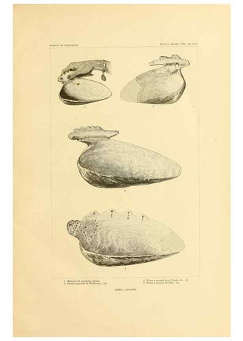 Reproducción/Reproduction 30833452370: Art in shell of the ancient Americans.. Washington,Govt. Print. Off.,1883.