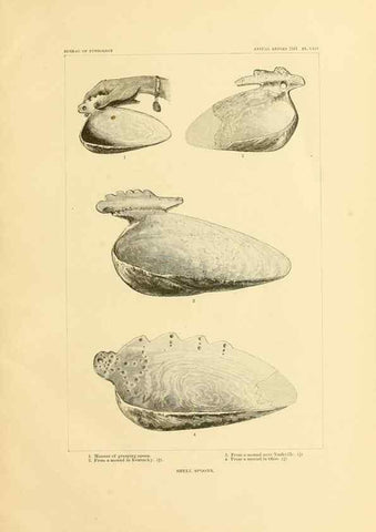Reproducción/Reproduction 30833452370: Art in shell of the ancient Americans.. Washington,Govt. Print. Off.,1883.