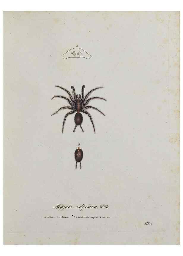 Reproducción/Reproduction 30938242086: Monographia Aranearum = Monographie der Spinnen /. Nurnberg :Lechner,[182.