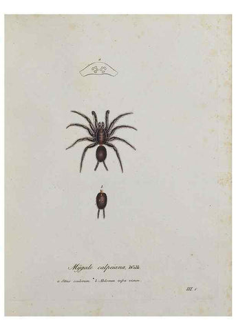 Reproducción/Reproduction 30938242086: Monographia Aranearum = Monographie der Spinnen /. Nurnberg :Lechner,[182.