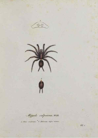 Reproducción/Reproduction 30938242086: Monographia Aranearum = Monographie der Spinnen /. Nurnberg :Lechner,[182.