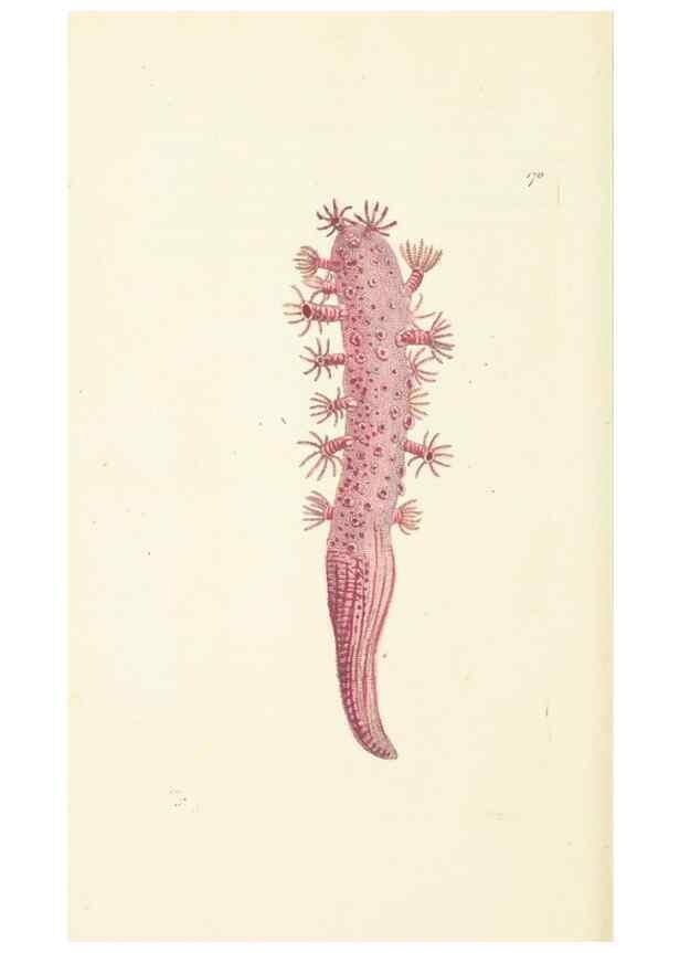 Reproducción/Reproduction 30110314114: The naturalist's miscellany, or Coloured figures of natural objects. London :Printed for Nodder & Co.,1789-1813