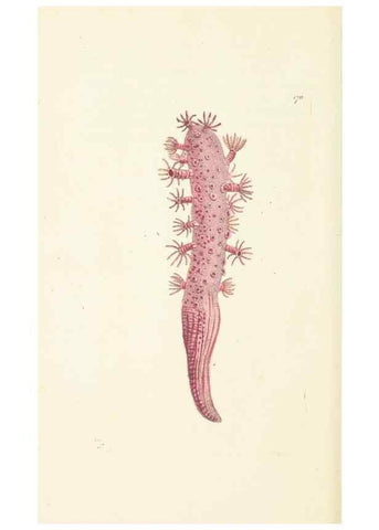 Reproducción/Reproduction 30110314114: The naturalist's miscellany, or Coloured figures of natural objects. London :Printed for Nodder & Co.,1789-1813