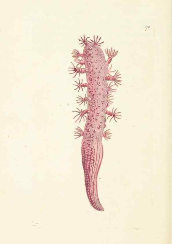Reproducción/Reproduction 30110314114: The naturalist's miscellany, or Coloured figures of natural objects. London :Printed for Nodder & Co.,1789-1813