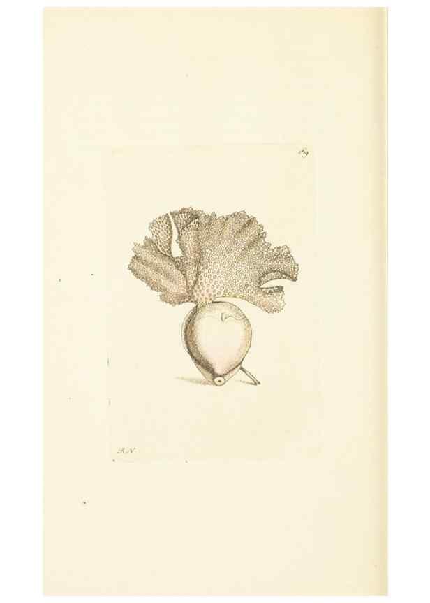 Reproducción/Reproduction 30742443805: The naturalist's miscellany, or Coloured figures of natural objects. London :Printed for Nodder & Co.,1789-1813