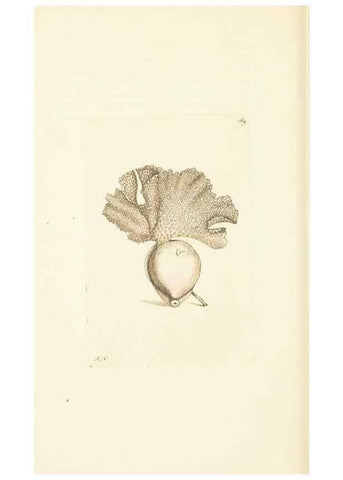 Reproducción/Reproduction 30742443805: The naturalist's miscellany, or Coloured figures of natural objects. London :Printed for Nodder & Co.,1789-1813