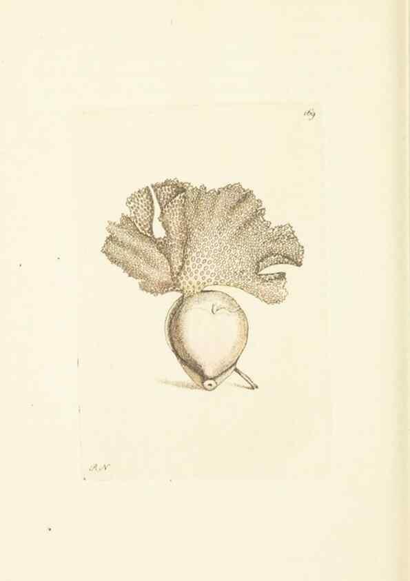 Reproducción/Reproduction 30742443805: The naturalist's miscellany, or Coloured figures of natural objects. London :Printed for Nodder & Co.,1789-1813
