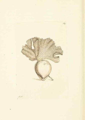 Reproducción/Reproduction 30742443805: The naturalist's miscellany, or Coloured figures of natural objects. London :Printed for Nodder & Co.,1789-1813