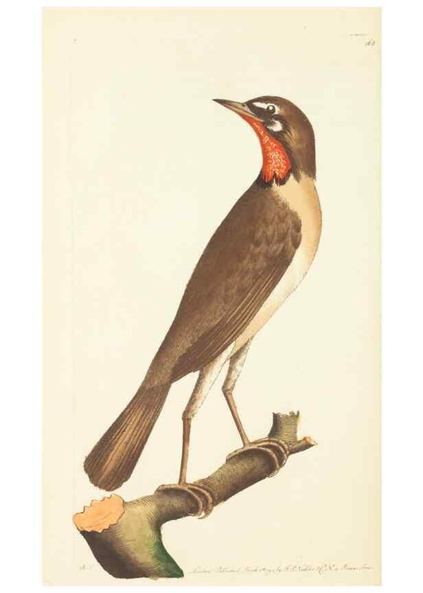 Reproducción/Reproduction 30110313134: The naturalist's miscellany, or Coloured figures of natural objects. London :Printed for Nodder & Co.,1789-1813