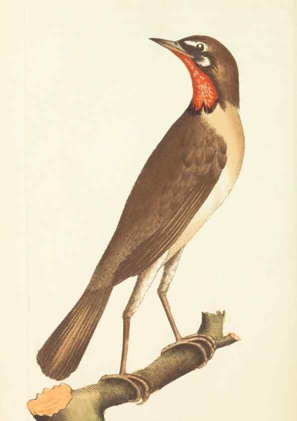 Reproducción/Reproduction 30110313134: The naturalist's miscellany, or Coloured figures of natural objects. London :Printed for Nodder & Co.,1789-1813