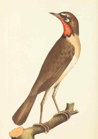 Reproducción/Reproduction 30110313134: The naturalist's miscellany, or Coloured figures of natural objects. London :Printed for Nodder & Co.,1789-1813