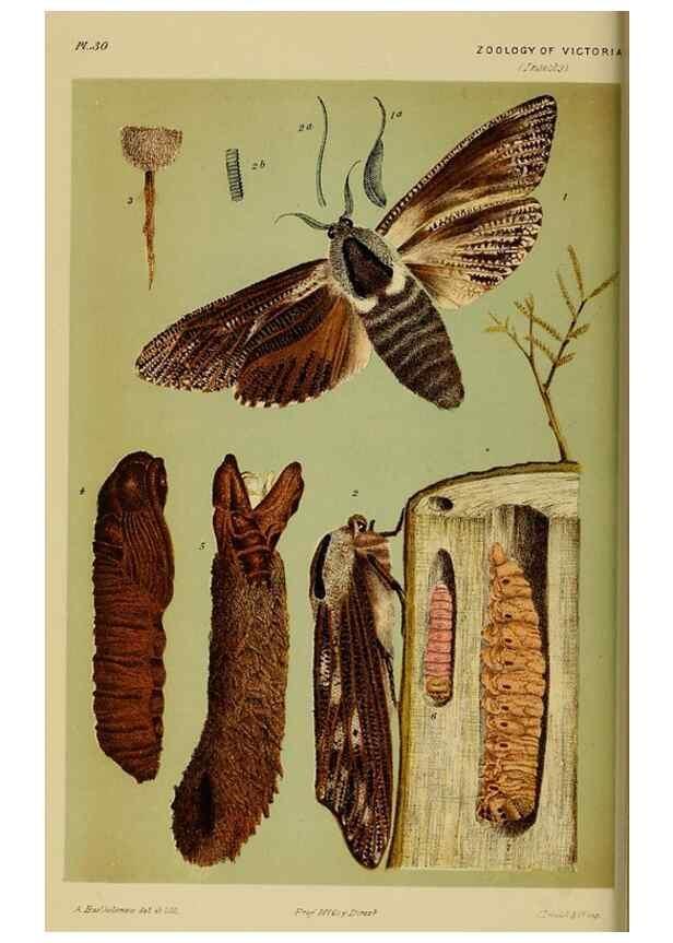 Reproducción/Reproduction 29224680640: Natural history of Victoria.. Melbourne,J.Ferres, government printer;1885-90.