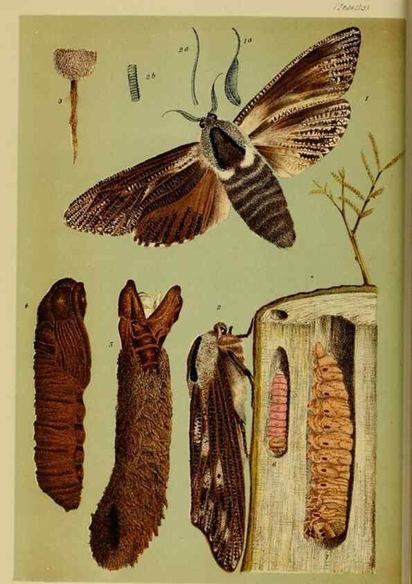 Reproducción/Reproduction 29224680640: Natural history of Victoria.. Melbourne,J.Ferres, government printer;1885-90.