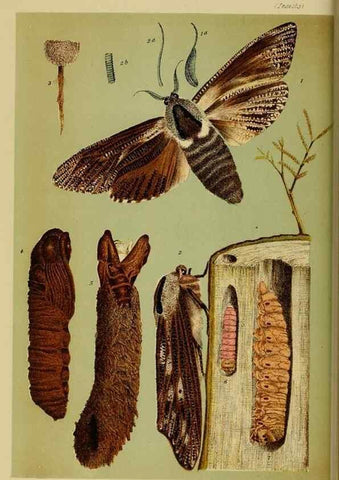 Reproducción/Reproduction 29224680640: Natural history of Victoria.. Melbourne,J.Ferres, government printer;1885-90.