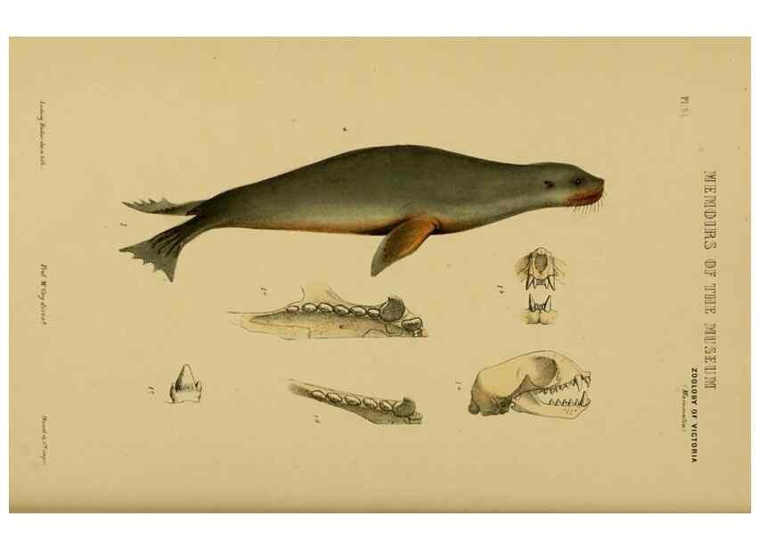 Reproducción/Reproduction 29434258831: Natural history of Victoria.. Melbourne,J.Ferres, government printer;1885-90.