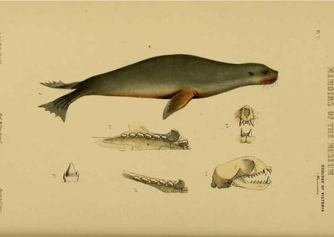 Reproducción/Reproduction 29434258831: Natural history of Victoria.. Melbourne,J.Ferres, government printer;1885-90.