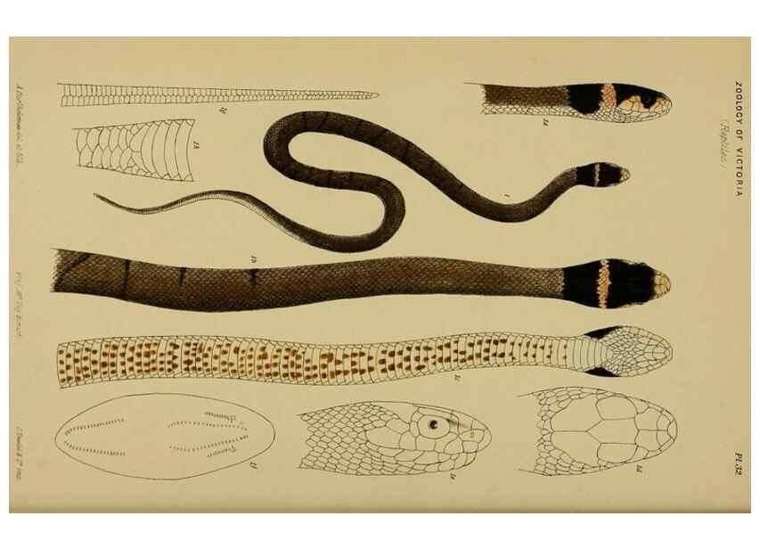 Reproducción/Reproduction 28889606384: Natural history of Victoria.. Melbourne,J.Ferres, government printer;1885-90.