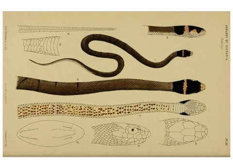 Reproducción/Reproduction 28889606384: Natural history of Victoria.. Melbourne,J.Ferres, government printer;1885-90.