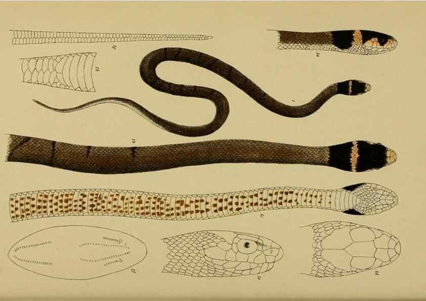 Reproducción/Reproduction 28889606384: Natural history of Victoria.. Melbourne,J.Ferres, government printer;1885-90.