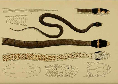 Reproducción/Reproduction 28889606384: Natural history of Victoria.. Melbourne,J.Ferres, government printer;1885-90.