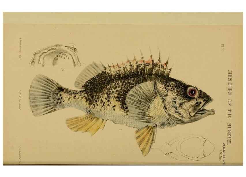 Reproducción/Reproduction 28889609144: Natural history of Victoria.. Melbourne,J.Ferres, government printer;1885-90.