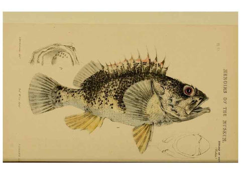 Reproducción/Reproduction 28889609144: Natural history of Victoria.. Melbourne,J.Ferres, government printer;1885-90.