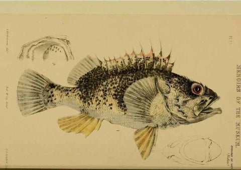 Reproducción/Reproduction 28889609144: Natural history of Victoria.. Melbourne,J.Ferres, government printer;1885-90.
