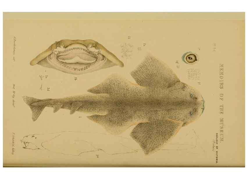 Reproducción/Reproduction 28889612064: Natural history of Victoria.. Melbourne,J.Ferres, government printer;1885-90.