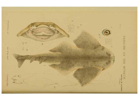 Reproducción/Reproduction 28889612064: Natural history of Victoria.. Melbourne,J.Ferres, government printer;1885-90.