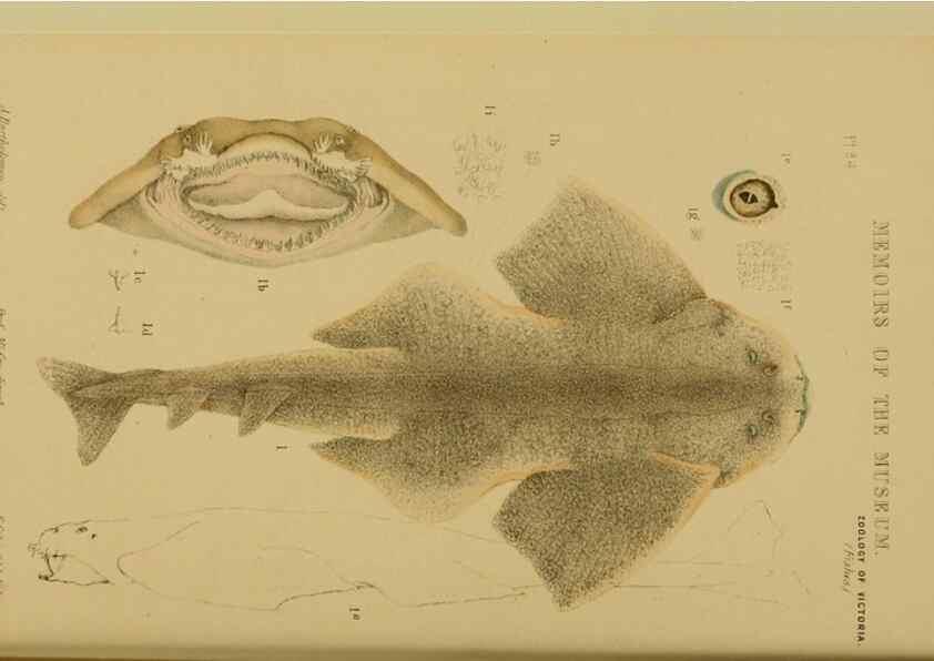 Reproducción/Reproduction 28889612064: Natural history of Victoria.. Melbourne,J.Ferres, government printer;1885-90.