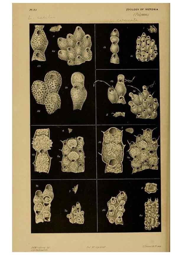 Reproducción/Reproduction 28889615364: Natural history of Victoria.. Melbourne,J.Ferres, government printer;1885-90.