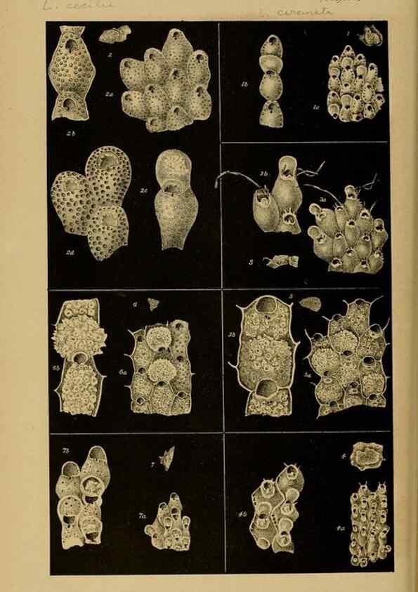 Reproducción/Reproduction 28889615364: Natural history of Victoria.. Melbourne,J.Ferres, government printer;1885-90.