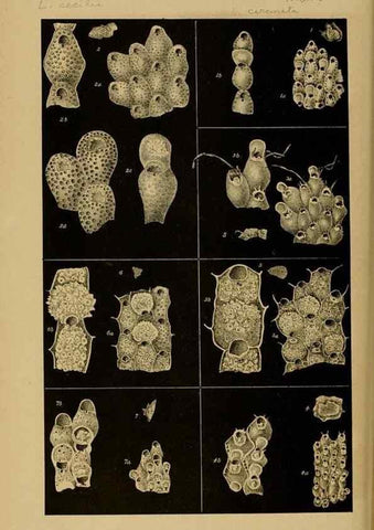 Reproducción/Reproduction 28889615364: Natural history of Victoria.. Melbourne,J.Ferres, government printer;1885-90.