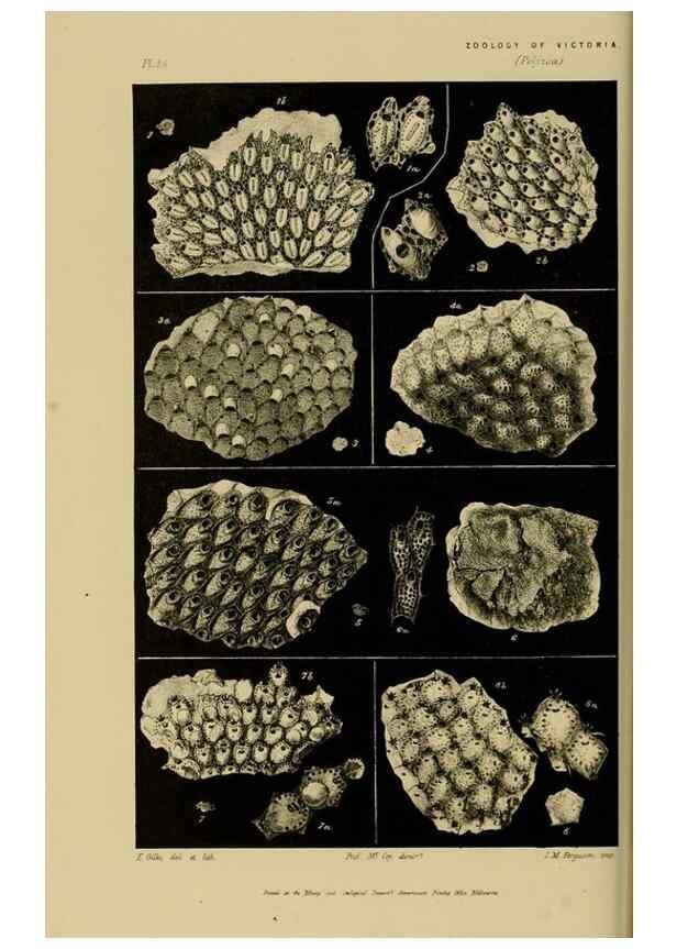 Reproducción/Reproduction 29224700090: Natural history of Victoria.. Melbourne,J.Ferres, government printer;1885-90.