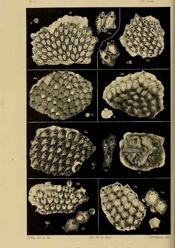 Reproducción/Reproduction 29224700090: Natural history of Victoria.. Melbourne,J.Ferres, government printer;1885-90.