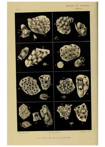 Reproducción/Reproduction 29514422165: Natural history of Victoria.. Melbourne,J.Ferres, government printer;1885-90.