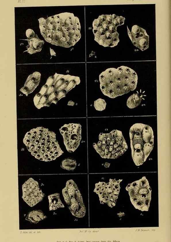 Reproducción/Reproduction 29514422165: Natural history of Victoria.. Melbourne,J.Ferres, government printer;1885-90.