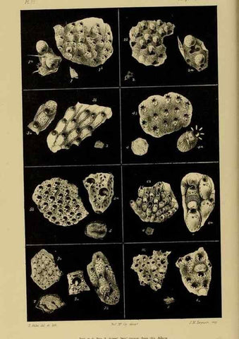 Reproducción/Reproduction 29514422165: Natural history of Victoria.. Melbourne,J.Ferres, government printer;1885-90.