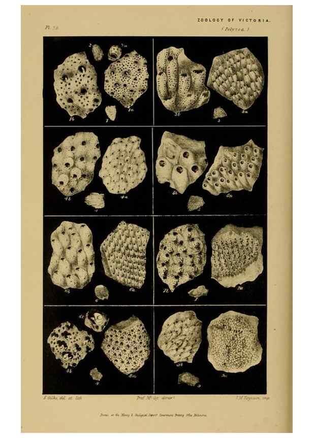 Reproducción/Reproduction 29514426465: Natural history of Victoria.. Melbourne,J.Ferres, government printer;1885-90.