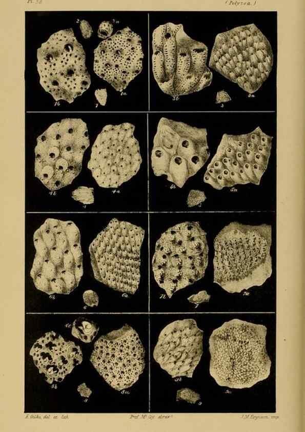 Reproducción/Reproduction 29514426465: Natural history of Victoria.. Melbourne,J.Ferres, government printer;1885-90.