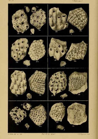 Reproducción/Reproduction 29514426465: Natural history of Victoria.. Melbourne,J.Ferres, government printer;1885-90.