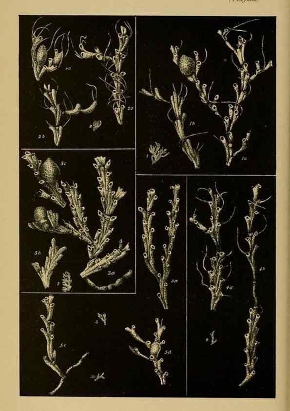 Reproducción/Reproduction 29434276281: Natural history of Victoria.. Melbourne,J.Ferres, government printer;1885-90.
