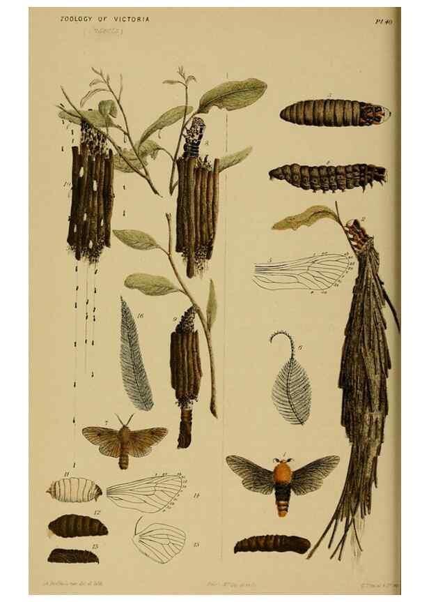 Reproducción/Reproduction 29514433275: Natural history of Victoria.. Melbourne,J.Ferres, government printer;1885-90.