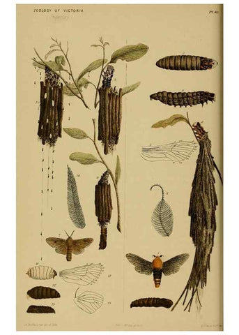 Reproducción/Reproduction 29514433275: Natural history of Victoria.. Melbourne,J.Ferres, government printer;1885-90.