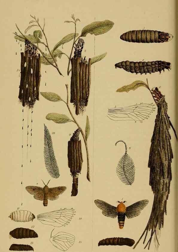 Reproducción/Reproduction 29514433275: Natural history of Victoria.. Melbourne,J.Ferres, government printer;1885-90.