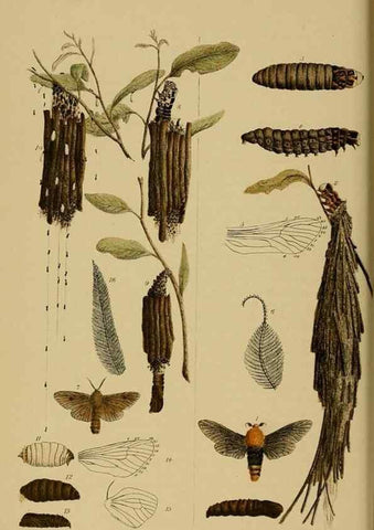 Reproducción/Reproduction 29514433275: Natural history of Victoria.. Melbourne,J.Ferres, government printer;1885-90.