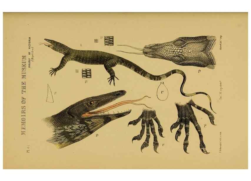 Reproducción/Reproduction 29514435845: Natural history of Victoria.. Melbourne,J.Ferres, government printer;1885-90.